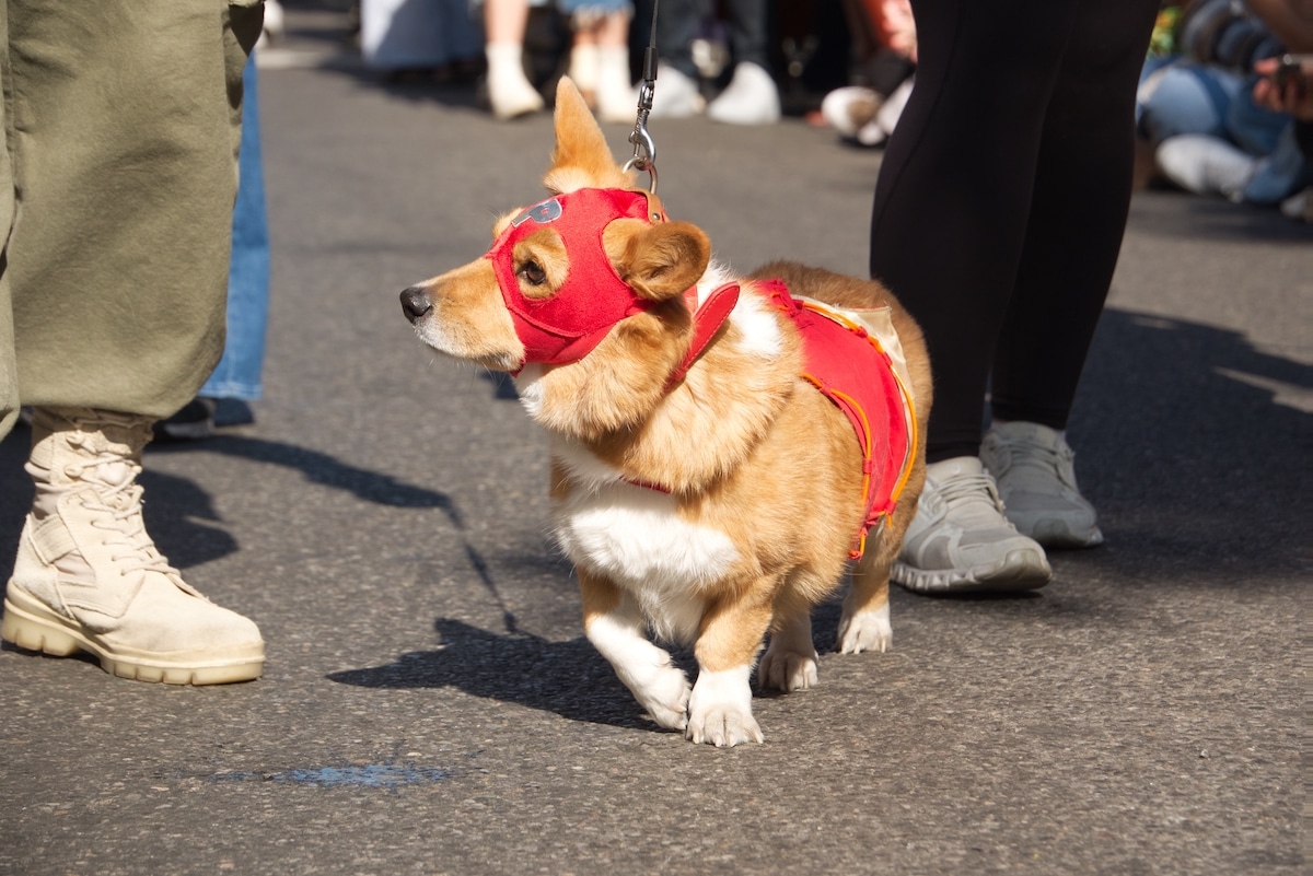 Chien déguisé en super héros pour la parade d'Halloween à New York