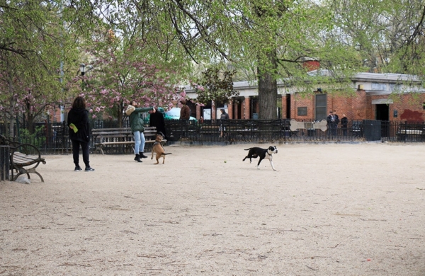 Parc avec des chiens qui jouent à New York