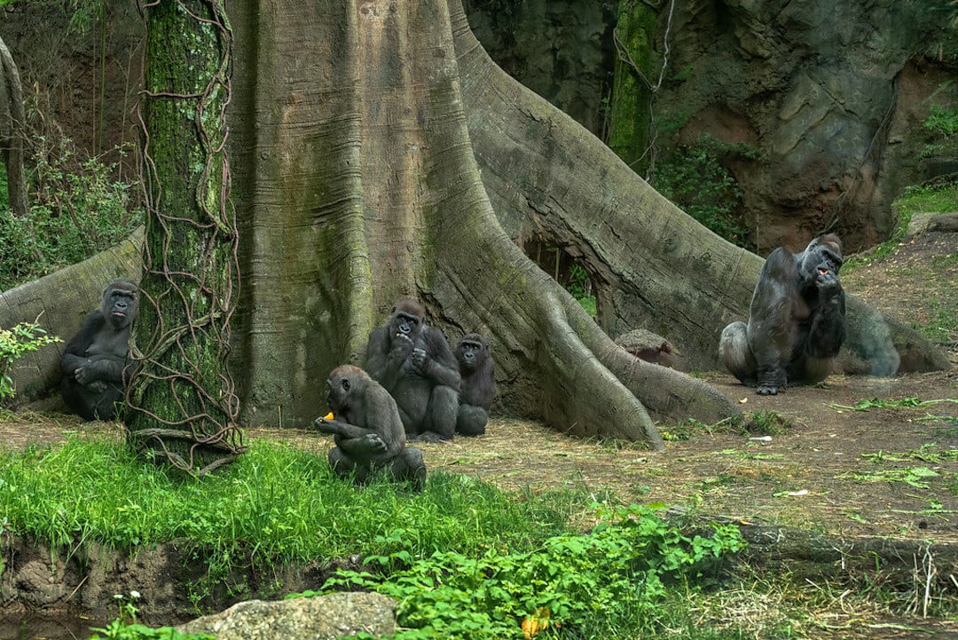 Gorilles du zoo du Bronx à New York